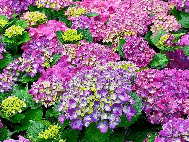 「大安森林公園2022台北杜鵑花季」(Hydrangea & Rhododendron flower exhibition at Da-An forest park), Taipei, Taiwan, SJKen, Feb 20, 2022.