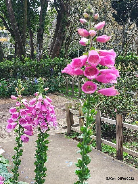 「陽明山花卉試驗中心風信子與香花篇」(Hyacinthus orientalis & other blossoms), Taipei, Taiwan, SJKen, Feb 6, 2022.