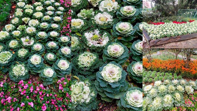 「陽明山花卉試驗中心風信子與香花篇」(Hyacinthus orientalis & other blossoms), Taipei, Taiwan, SJKen, Feb 6, 2022.