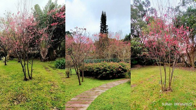 花卉試驗中心櫻花篇(2022 Cherry blossoms ), Taipei, Taiwan, SJKen,Feb 6, 2022.