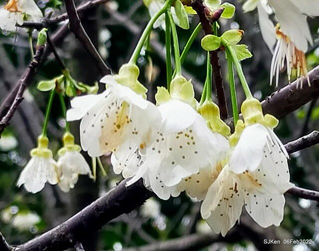 花卉試驗中心櫻花篇(2022 Cherry blossoms ), Taipei, Taiwan, SJKen,Feb 6, 2022.