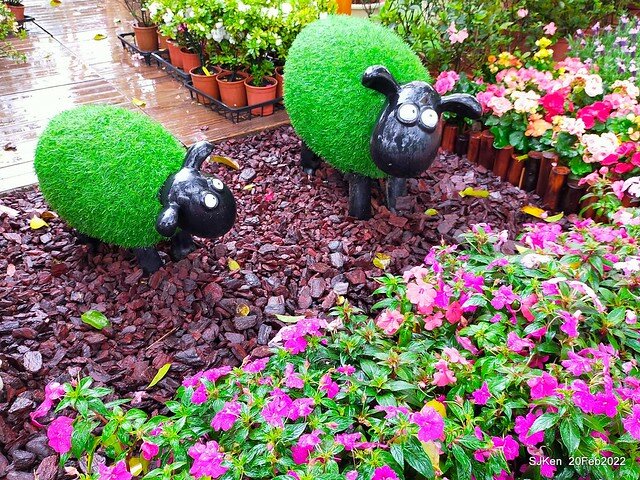 「大安森林公園2022台北杜鵑花季」(Hydrangea & Rhododendron flower exhibition at Da-An forest park), Taipei, Taiwan, SJKen, Feb 20, 2022.