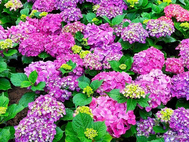 「大安森林公園2022台北杜鵑花季」(Hydrangea & Rhododendron flower exhibition at Da-An forest park), Taipei, Taiwan, SJKen, Feb 20, 2022.