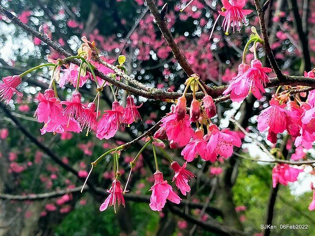 花卉試驗中心櫻花篇(2022 Cherry blossoms ), Taipei, Taiwan, SJKen,Feb 6, 2022.