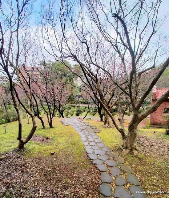 花卉試驗中心櫻花篇(2022 Cherry blossoms ), Taipei, Taiwan, SJKen,Feb 6, 2022.