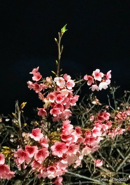 「2022台北東湖樂活夜櫻季」(2022 Taipei Lohas Cherry Blossoms Festival), Taipei, Taiwan, SJKen, Jan 31, 2022.