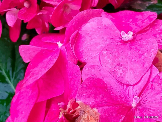 「大安森林公園2022台北杜鵑花季」(Hydrangea & Rhododendron flower exhibition at Da-An forest park), Taipei, Taiwan, SJKen, Feb 20, 2022.