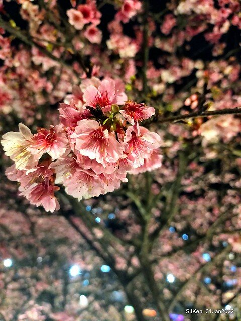 「2022台北東湖樂活夜櫻季」(2022 Taipei Lohas Cherry Blossoms Festival), Taipei, Taiwan, SJKen, Jan 31, 2022.