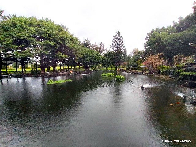 「中正紀念堂」寒流雨中賞櫻與杜鵑花(Cherry Blossom & Rhododendron at C.K.S. Memorial Hall), Taipei, Taiwan, SJKen, Feb 20, 2022.