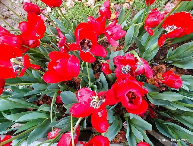 花卉試驗中心鬱金香展(2022 Tulid blossoms exhibition), Taipei, Taiwan, SJKen,Feb 6,  2022.