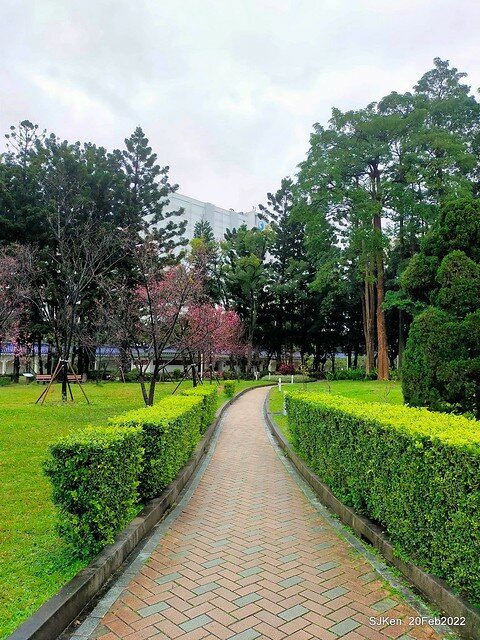 「中正紀念堂」寒流雨中賞櫻與杜鵑花(Cherry Blossom & Rhododendron at C.K.S. Memorial Hall), Taipei, Taiwan, SJKen, Feb 20, 2022.