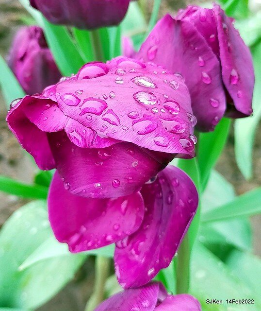 「新店碧潭風景區鬱金香花海」(Tulid blossoms at Pi lake), Hsinpei city, North Taiwan, SJKen, Feb 14, 2022.