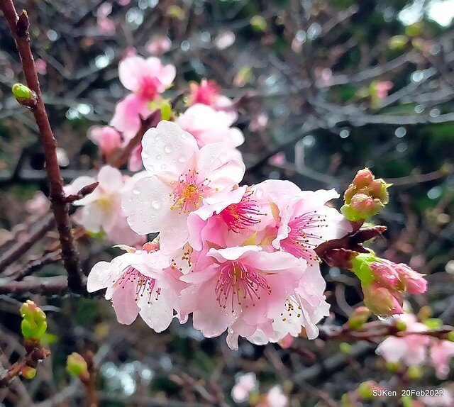 「中正紀念堂」寒流雨中賞櫻與杜鵑花(Cherry Blossom & Rhododendron at C.K.S. Memorial Hall), Taipei, Taiwan, SJKen, Feb 20, 2022.