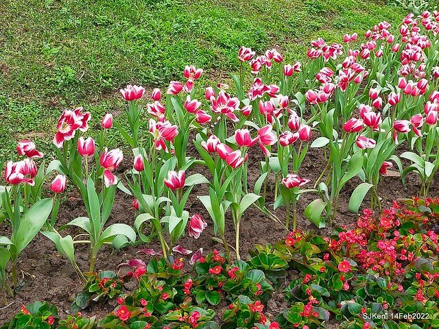 「新店碧潭風景區鬱金香花海」(Tulid blossoms at Pi lake), Hsinpei city, North Taiwan, SJKen, Feb 14, 2022.