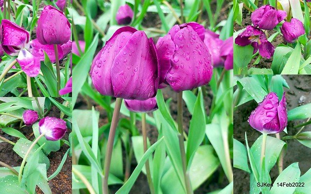 「新店碧潭風景區鬱金香花海」(Tulid blossoms at Pi lake), Hsinpei city, North Taiwan, SJKen, Feb 14, 2022.