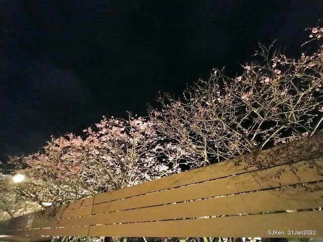 「2022台北東湖樂活夜櫻季」(2022 Taipei Lohas Cherry Blossoms Festival), Taipei, Taiwan, SJKen, Jan 31, 2022.