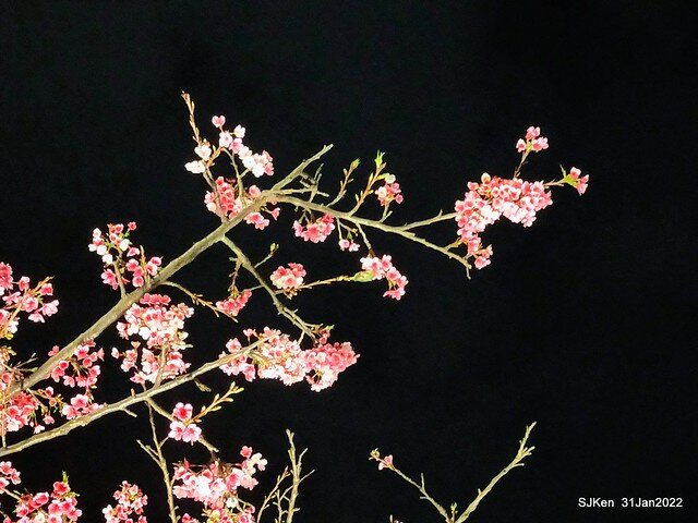 「2022台北東湖樂活夜櫻季」(2022 Taipei Lohas Cherry Blossoms Festival), Taipei, Taiwan, SJKen, Jan 31, 2022.