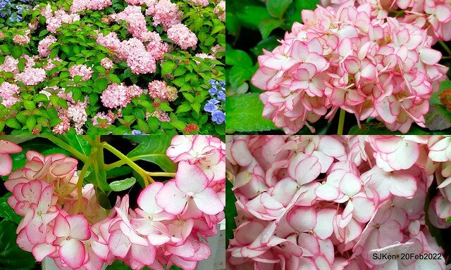 「大安森林公園2022台北杜鵑花季」(Hydrangea & Rhododendron flower exhibition at Da-An forest park), Taipei, Taiwan, SJKen, Feb 20, 2022.