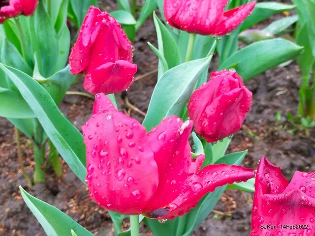 「新店碧潭風景區鬱金香花海」(Tulid blossoms at Pi lake), Hsinpei city, North Taiwan, SJKen, Feb 14, 2022.