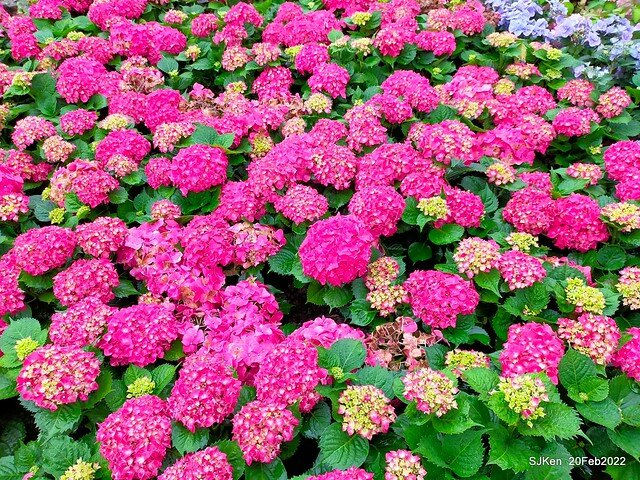 「大安森林公園2022台北杜鵑花季」(Hydrangea & Rhododendron flower exhibition at Da-An forest park), Taipei, Taiwan, SJKen, Feb 20, 2022.