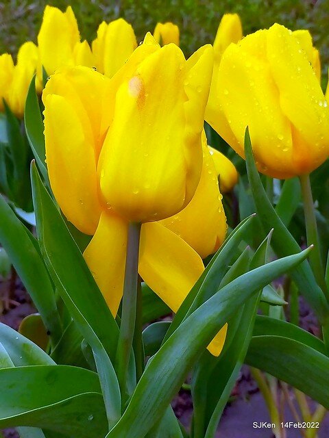 「新店碧潭風景區鬱金香花海」(Tulid blossoms at Pi lake), Hsinpei city, North Taiwan, SJKen, Feb 14, 2022.