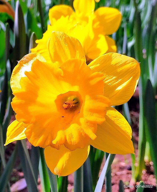 花卉試驗中心鬱金香展(2022 Tulid blossoms exhibition), Taipei, Taiwan, SJKen,Feb 6,  2022.