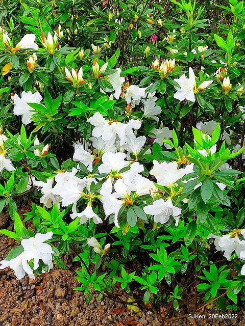 「大安森林公園2022台北杜鵑花季」(Hydrangea & Rhododendron flower exhibition at Da-An forest park), Taipei, Taiwan, SJKen, Feb 20, 2022.