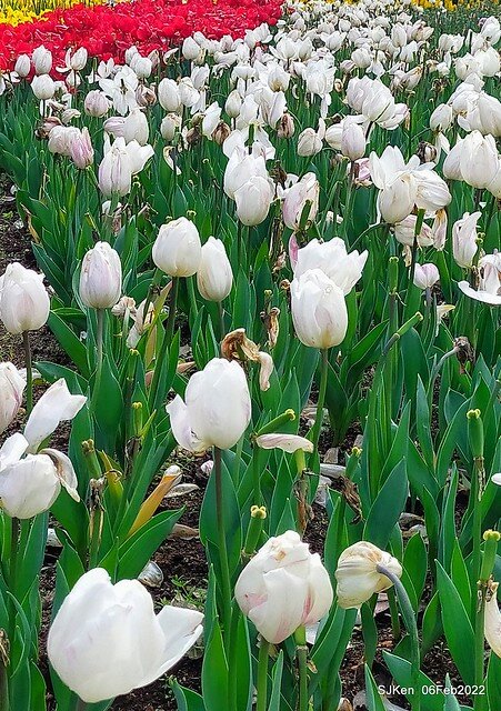花卉試驗中心鬱金香展(2022 Tulid blossoms exhibition), Taipei, Taiwan, SJKen,Feb 6,  2022.
