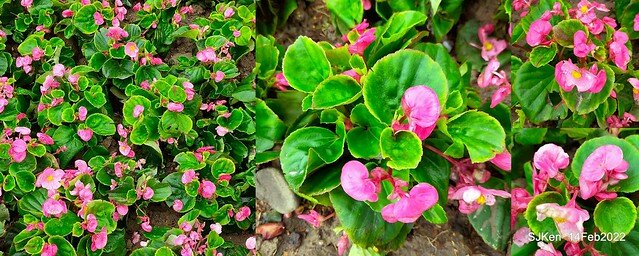 「新店碧潭風景區鬱金香花海」(Tulid blossoms at Pi lake), Hsinpei city, North Taiwan, SJKen, Feb 14, 2022.