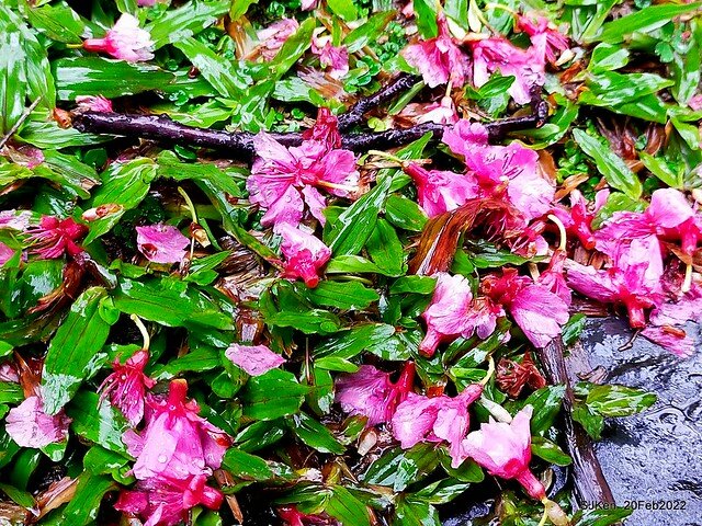 「中正紀念堂」寒流雨中賞櫻與杜鵑花(Cherry Blossom & Rhododendron at C.K.S. Memorial Hall), Taipei, Taiwan, SJKen, Feb 20, 2022.