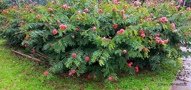 「陽明山花卉試驗中心風信子與香花篇」(Hyacinthus orientalis & other blossoms), Taipei, Taiwan, SJKen, Feb 6, 2022.