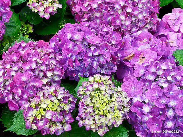 「大安森林公園2022台北杜鵑花季」(Hydrangea & Rhododendron flower exhibition at Da-An forest park), Taipei, Taiwan, SJKen, Feb 20, 2022.