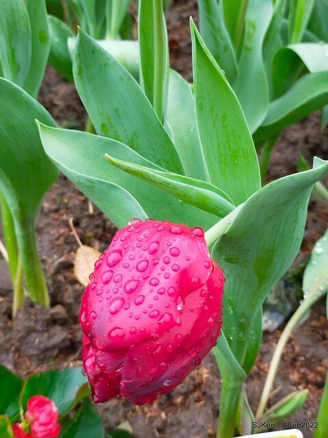 「新店碧潭風景區鬱金香花海」(Tulid blossoms at Pi lake), Hsinpei city, North Taiwan, SJKen, Feb 14, 2022.