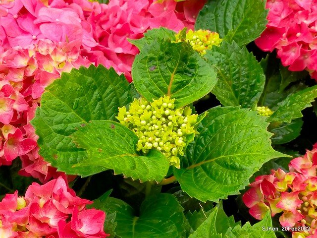 「大安森林公園2022台北杜鵑花季」(Hydrangea & Rhododendron flower exhibition at Da-An forest park), Taipei, Taiwan, SJKen, Feb 20, 2022.
