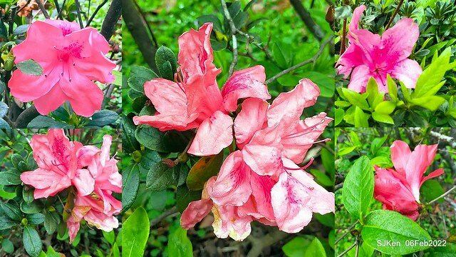 「陽明山花卉試驗中心茶花與杜鵑花」(Rhododendron &Camila), Taipei, Taiwan, SJKen, Feb 6, 2022.