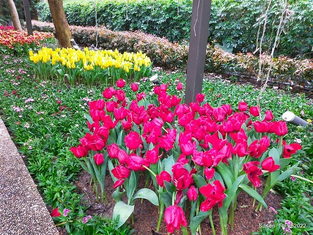 「新店碧潭風景區鬱金香花海」(Tulid blossoms at Pi lake), Hsinpei city, North Taiwan, SJKen, Feb 14, 2022.