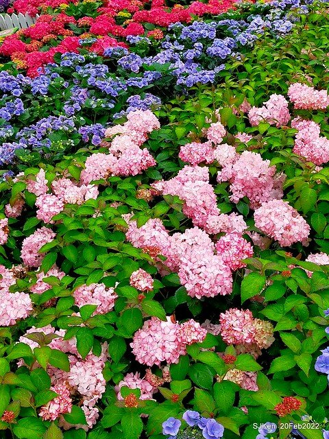 「大安森林公園2022台北杜鵑花季」(Hydrangea & Rhododendron flower exhibition at Da-An forest park), Taipei, Taiwan, SJKen, Feb 20, 2022.