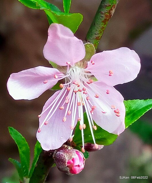 花卉試驗中心櫻花篇(2022 Cherry blossoms ), Taipei, Taiwan, SJKen,Feb 6, 2022.