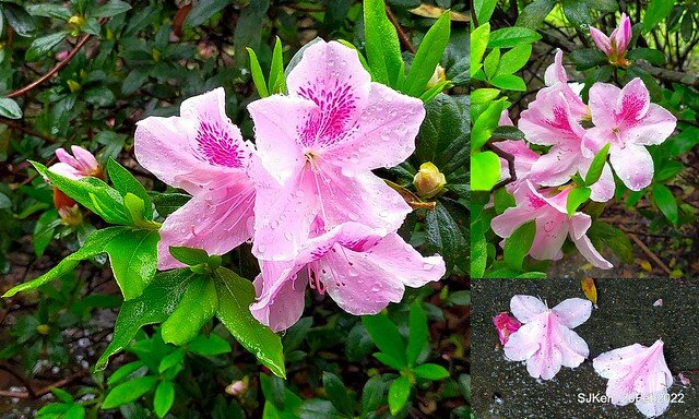 「中正紀念堂」寒流雨中賞櫻與杜鵑花(Cherry Blossom & Rhododendron at C.K.S. Memorial Hall), Taipei, Taiwan, SJKen, Feb 20, 2022.