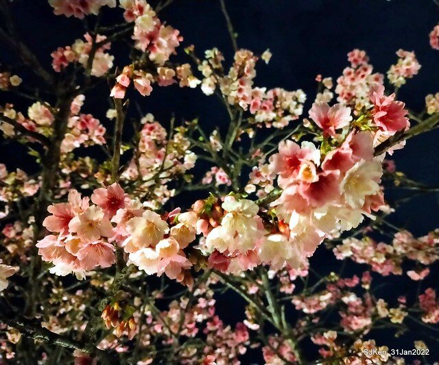 「2022台北東湖樂活夜櫻季」(2022 Taipei Lohas Cherry Blossoms Festival), Taipei, Taiwan, SJKen, Jan 31, 2022.