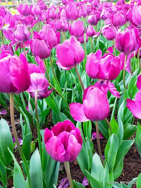 花卉試驗中心鬱金香展(2022 Tulid blossoms exhibition), Taipei, Taiwan, SJKen,Feb 6,  2022.