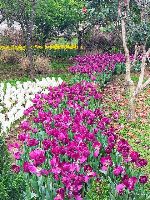 花卉試驗中心鬱金香展(2022 Tulid blossoms exhibition), Taipei, Taiwan, SJKen,Feb 6,  2022.