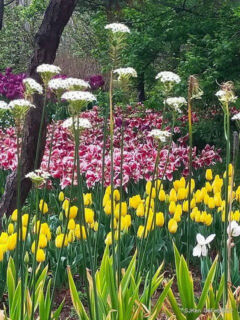 花卉試驗中心鬱金香展(2022 Tulid blossoms exhibition), Taipei, Taiwan, SJKen,Feb 6,  2022.