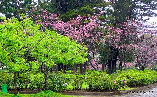 「中正紀念堂」寒流雨中賞櫻與杜鵑花(Cherry Blossom & Rhododendron at C.K.S. Memorial Hall), Taipei, Taiwan, SJKen, Feb 20, 2022.