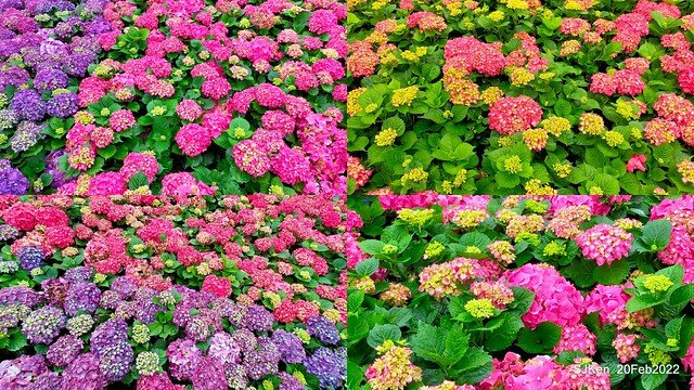 「大安森林公園2022台北杜鵑花季」(Hydrangea & Rhododendron flower exhibition at Da-An forest park), Taipei, Taiwan, SJKen, Feb 20, 2022.