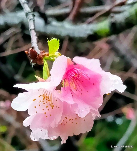 「中正紀念堂」寒流雨中賞櫻與杜鵑花(Cherry Blossom & Rhododendron at C.K.S. Memorial Hall), Taipei, Taiwan, SJKen, Feb 20, 2022.