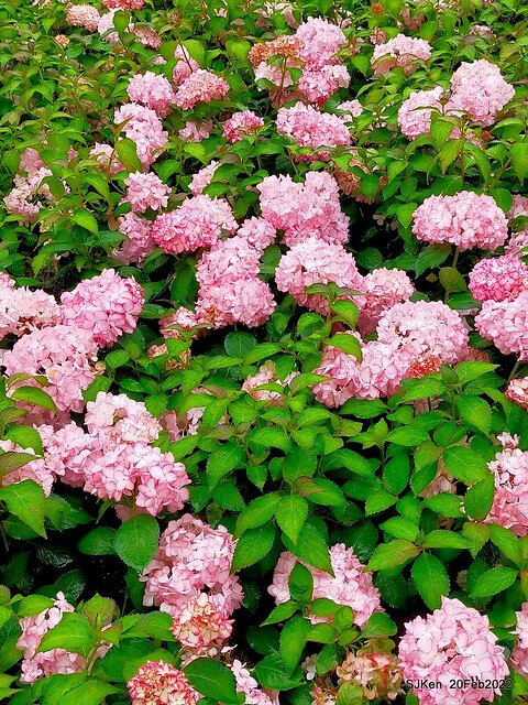 「大安森林公園2022台北杜鵑花季」(Hydrangea & Rhododendron flower exhibition at Da-An forest park), Taipei, Taiwan, SJKen, Feb 20, 2022.