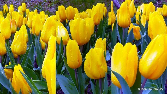 「新店碧潭風景區鬱金香花海」(Tulid blossoms at Pi lake), Hsinpei city, North Taiwan, SJKen, Feb 14, 2022.