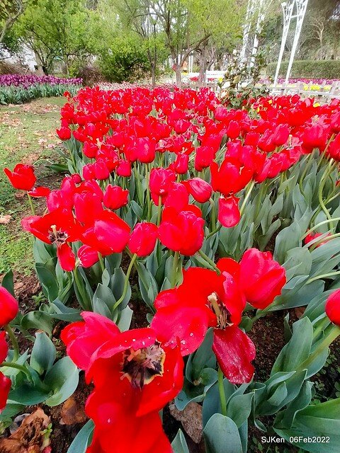 花卉試驗中心鬱金香展(2022 Tulid blossoms exhibition), Taipei, Taiwan, SJKen,Feb 6,  2022.