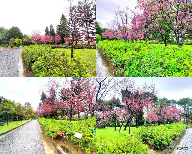 「中正紀念堂」寒流雨中賞櫻與杜鵑花(Cherry Blossom & Rhododendron at C.K.S. Memorial Hall), Taipei, Taiwan, SJKen, Feb 20, 2022.